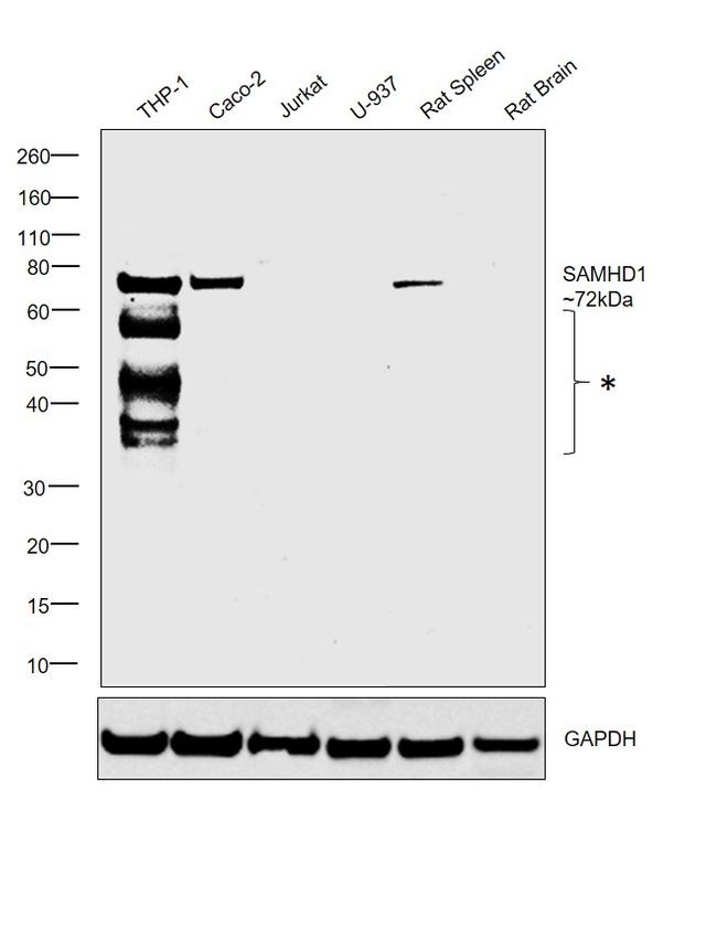 SAMHD1 Antibody in Western Blot (WB)