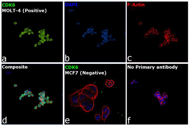 CDK6 Antibody in Immunocytochemistry (ICC/IF)