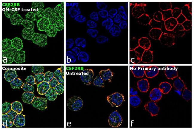 CSF2RB Antibody in Immunocytochemistry (ICC/IF)