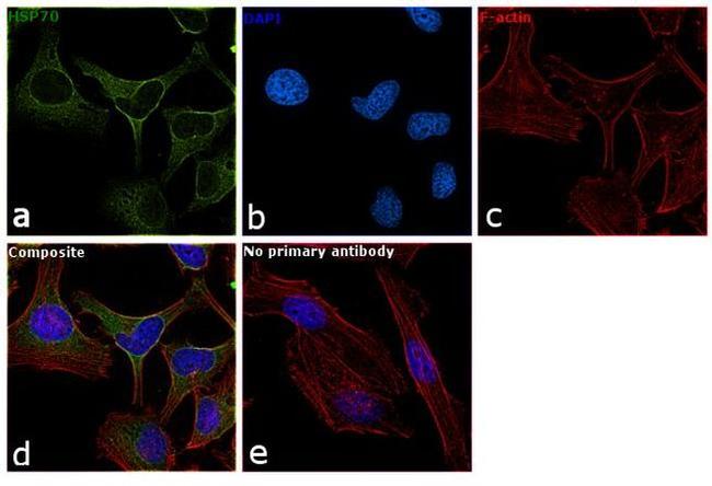 HSP70 Antibody in Immunocytochemistry (ICC/IF)