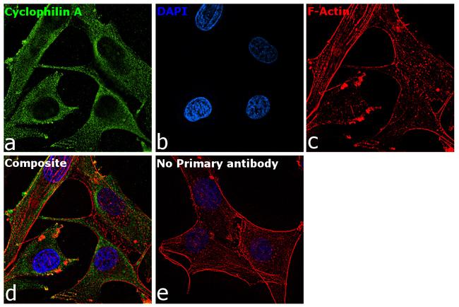 Cyclophilin A Antibody in Immunocytochemistry (ICC/IF)