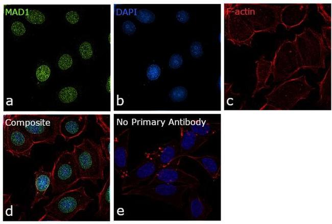 MAD1 Antibody in Immunocytochemistry (ICC/IF)