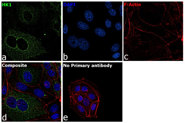 HK1 Antibody in Immunocytochemistry (ICC/IF)