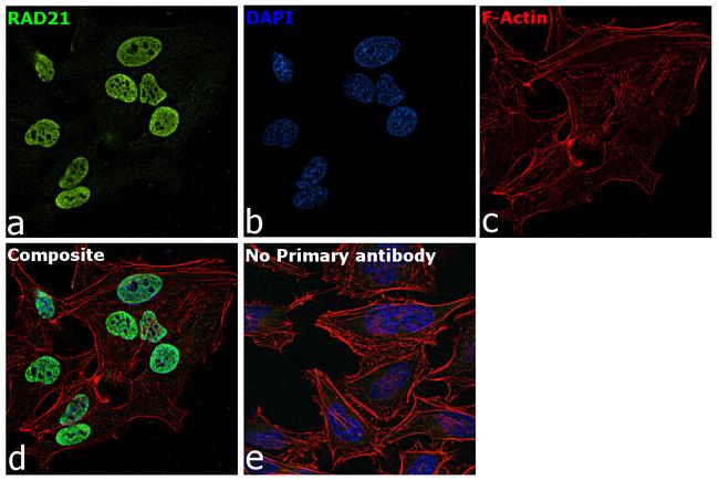 RAD21 Antibody in Immunocytochemistry (ICC/IF)