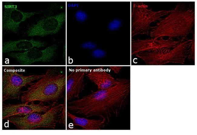 SIRT3 Antibody in Immunocytochemistry (ICC/IF)