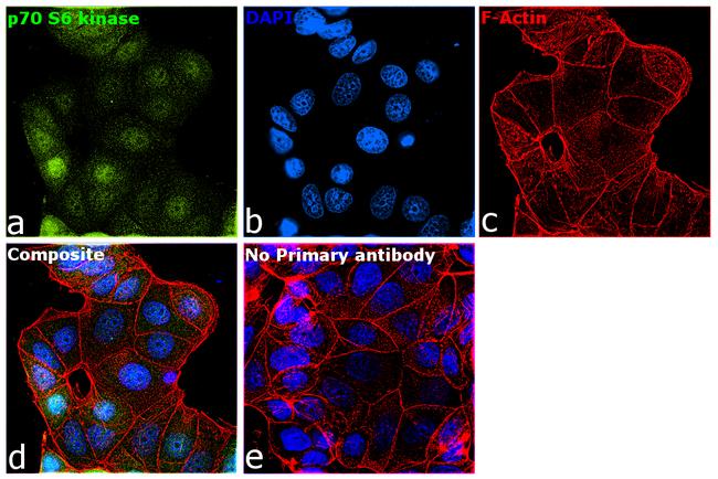 p70 S6 Kinase Antibody in Immunocytochemistry (ICC/IF)