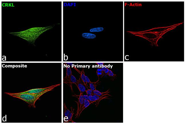 CrkL Antibody in Immunocytochemistry (ICC/IF)