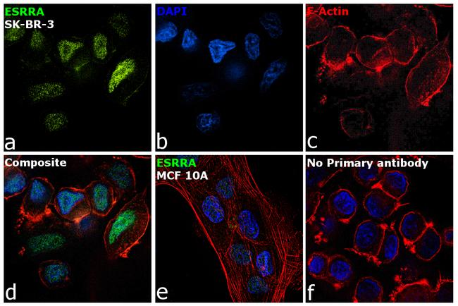 ESRRA Antibody in Immunocytochemistry (ICC/IF)