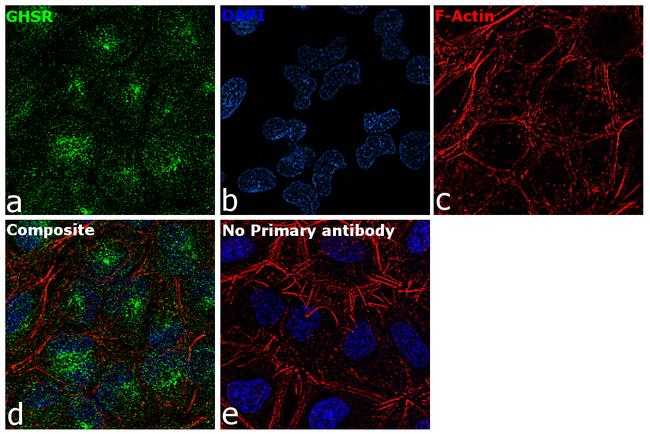 GHSR Antibody in Immunocytochemistry (ICC/IF)