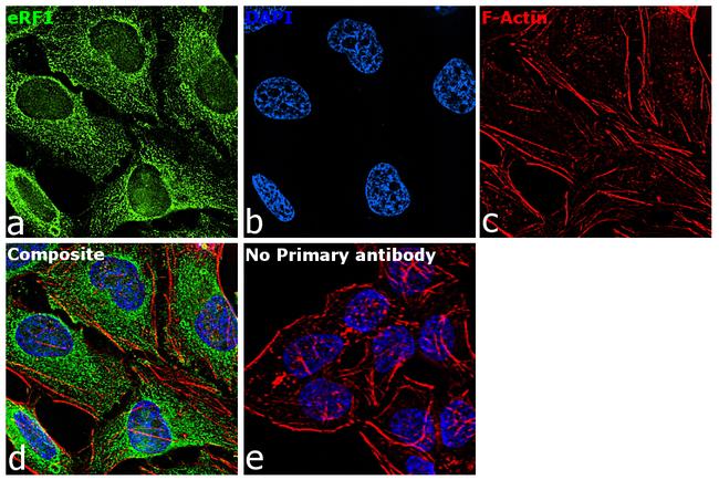 eRF1 Antibody in Immunocytochemistry (ICC/IF)