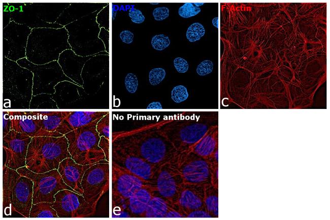 ZO-1 Antibody in Immunocytochemistry (ICC/IF)