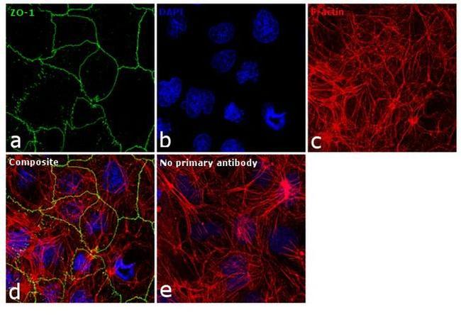 ZO-1 Antibody in Immunocytochemistry (ICC/IF)