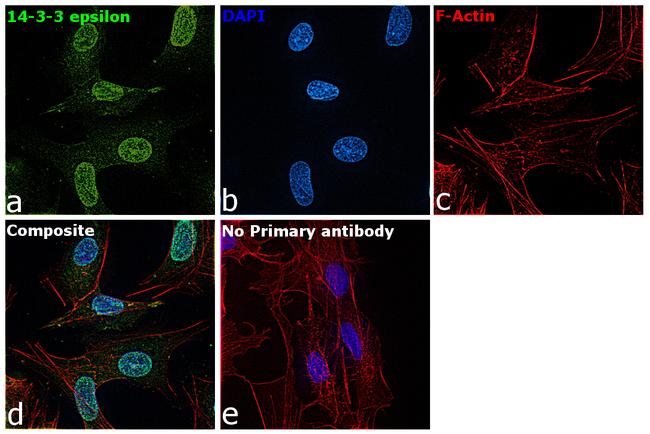 14-3-3 epsilon Antibody in Immunocytochemistry (ICC/IF)