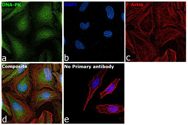 DNA-PK Antibody in Immunocytochemistry (ICC/IF)