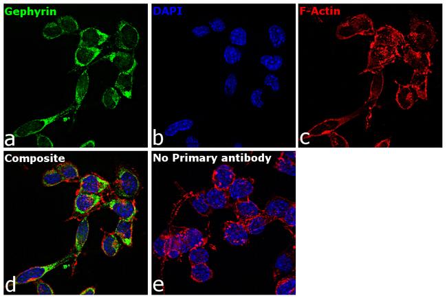 Gephyrin Antibody in Immunocytochemistry (ICC/IF)