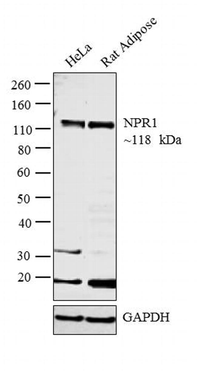 NPR1 Antibody in Western Blot (WB)