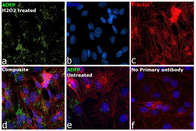 ADFP Antibody in Immunocytochemistry (ICC/IF)