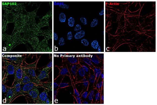 SAP102 Antibody in Immunocytochemistry (ICC/IF)