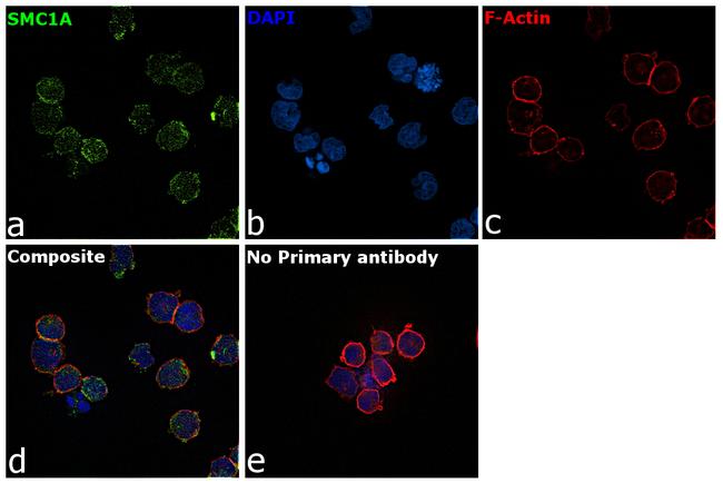 SMC1 Antibody in Immunocytochemistry (ICC/IF)