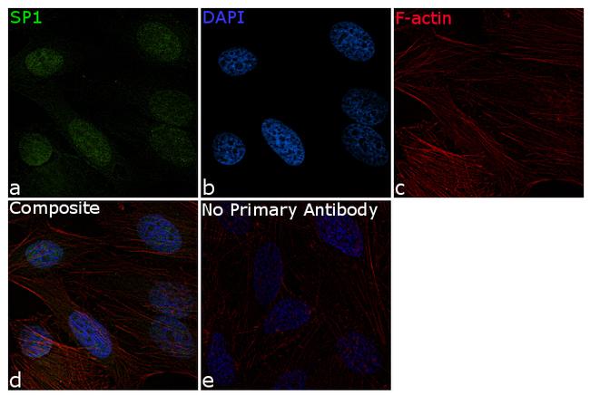 SP1 Antibody in Immunocytochemistry (ICC/IF)