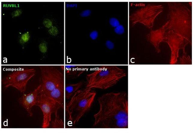 RUVBL1 Antibody in Immunocytochemistry (ICC/IF)