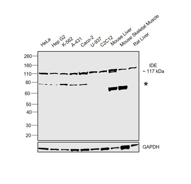 IDE Antibody in Western Blot (WB)