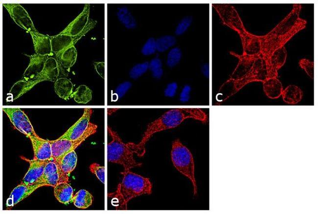 TUBA1A Antibody in Immunocytochemistry (ICC/IF)