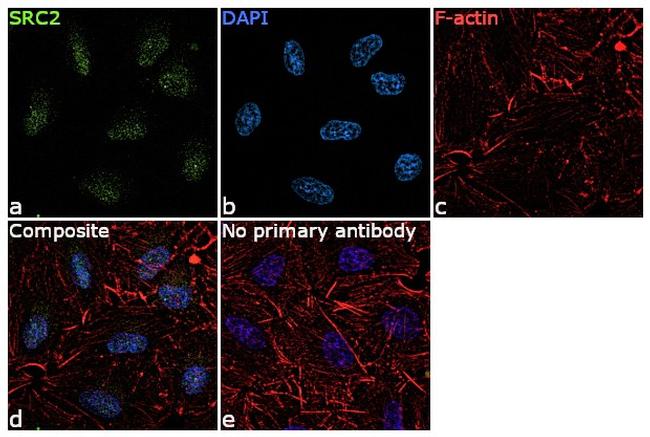 SRC2 Antibody in Immunocytochemistry (ICC/IF)