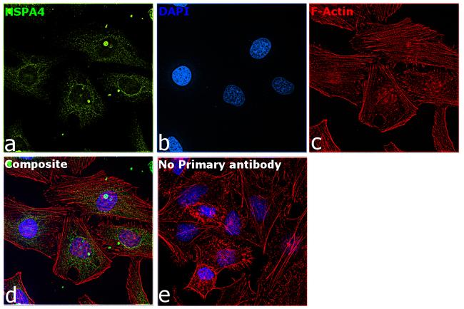 HSPA4 Antibody in Immunocytochemistry (ICC/IF)