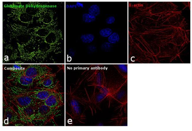 GluD1/GluD2 Antibody in Immunocytochemistry (ICC/IF)