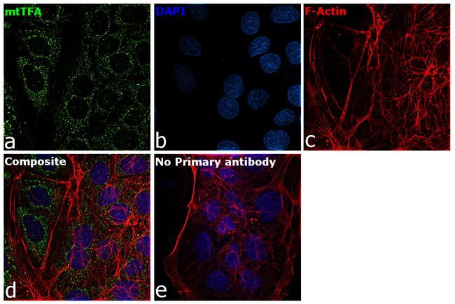 TFAM Antibody in Immunocytochemistry (ICC/IF)