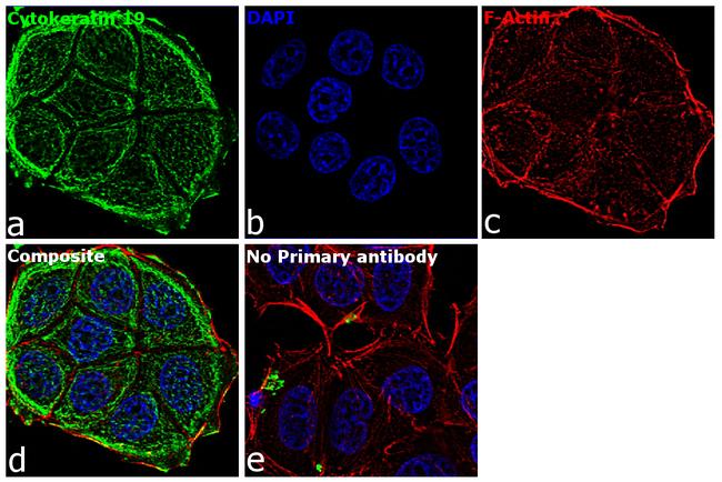 Cytokeratin 19 Antibody in Immunocytochemistry (ICC/IF)