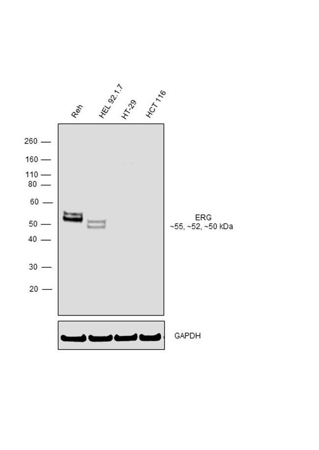 ERG Antibody in Western Blot (WB)