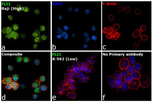 FLI1 Antibody in Immunocytochemistry (ICC/IF)