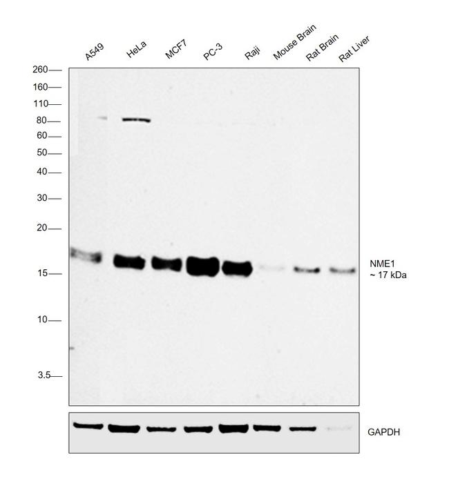 NME1 Antibody in Western Blot (WB)