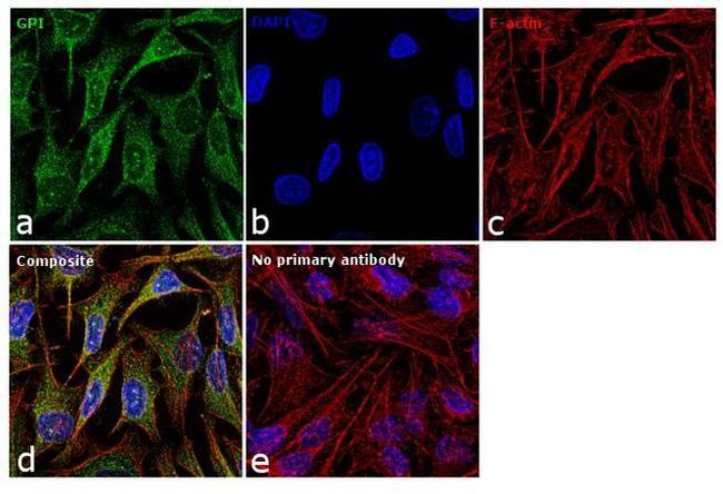 GPI Antibody in Immunocytochemistry (ICC/IF)