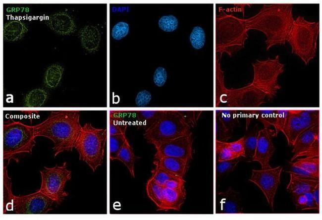 GRP78 Antibody in Immunocytochemistry (ICC/IF)