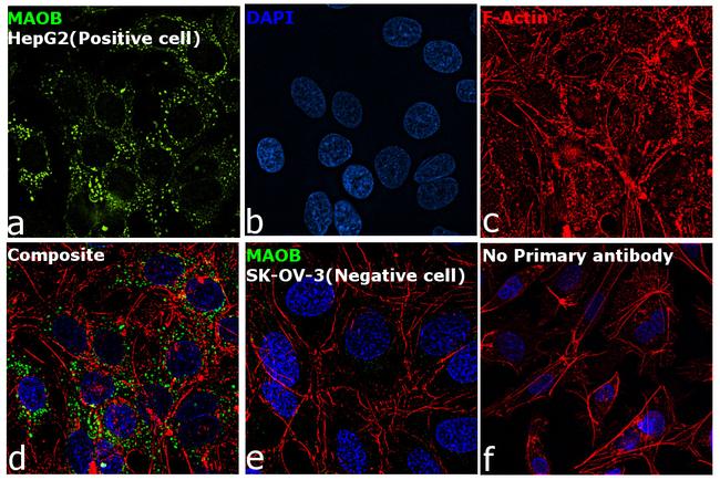 Monoamine Oxidase B Antibody in Immunocytochemistry (ICC/IF)