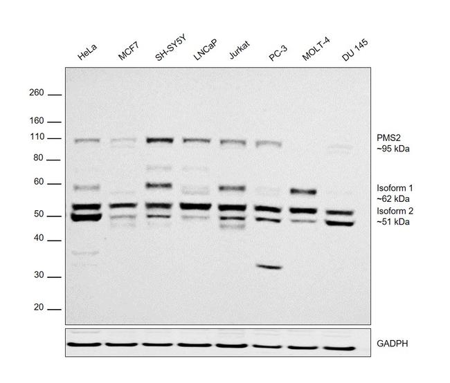 PMS2 Antibody in Western Blot (WB)