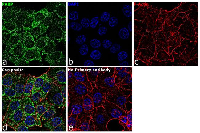 PABP Antibody in Immunocytochemistry (ICC/IF)