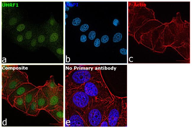 UHRF1 Antibody in Immunocytochemistry (ICC/IF)