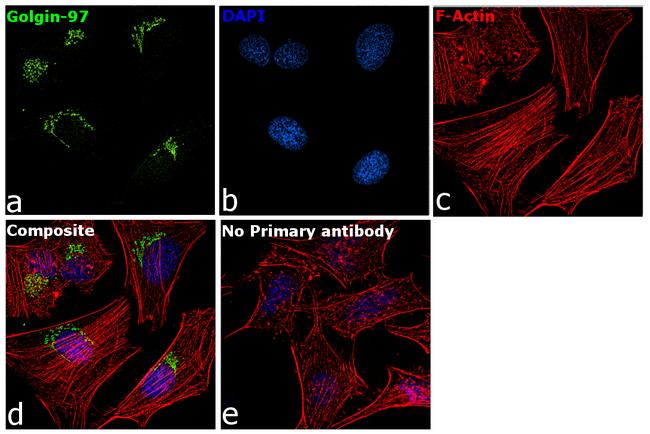 Golgin-97 Antibody in Immunocytochemistry (ICC/IF)