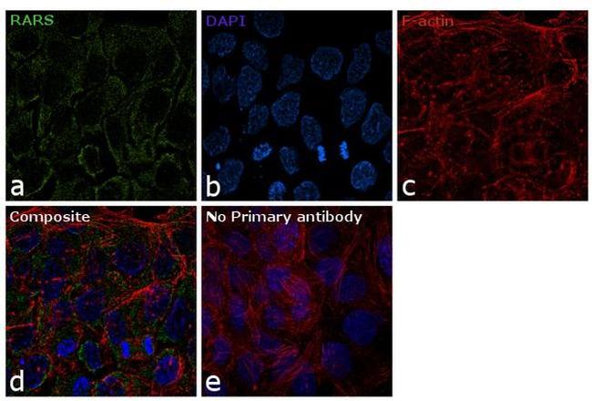 RARS Antibody in Immunocytochemistry (ICC/IF)