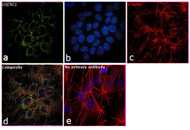 UQCRC2 Antibody in Immunocytochemistry (ICC/IF)