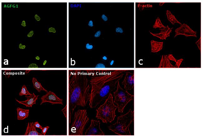 AGFG1 Antibody in Immunocytochemistry (ICC/IF)