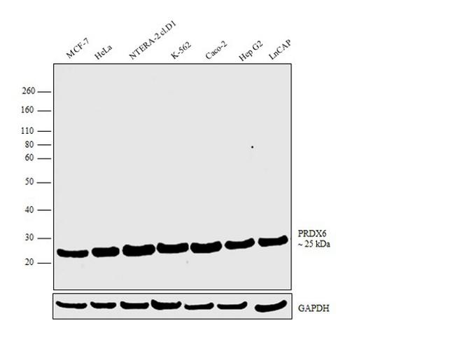 PRDX6 Antibody in Western Blot (WB)