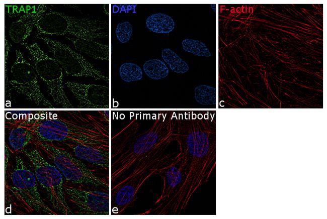 TRAP1 Antibody in Immunocytochemistry (ICC/IF)