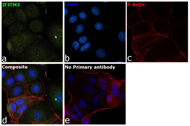 IFITM3 Antibody in Immunocytochemistry (ICC/IF)