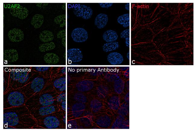 U2AF2 Antibody in Immunocytochemistry (ICC/IF)