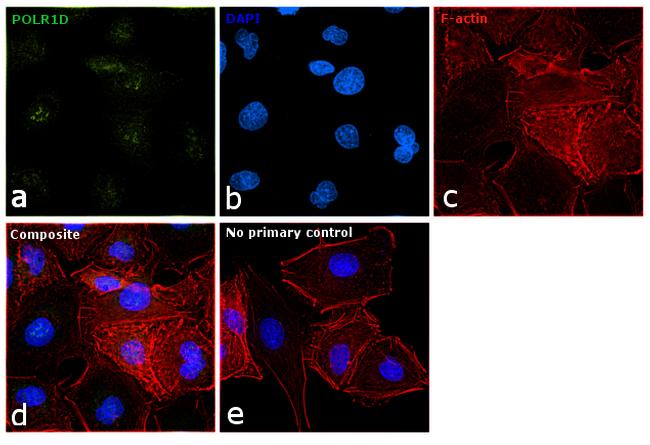 POLR1D Antibody in Immunocytochemistry (ICC/IF)